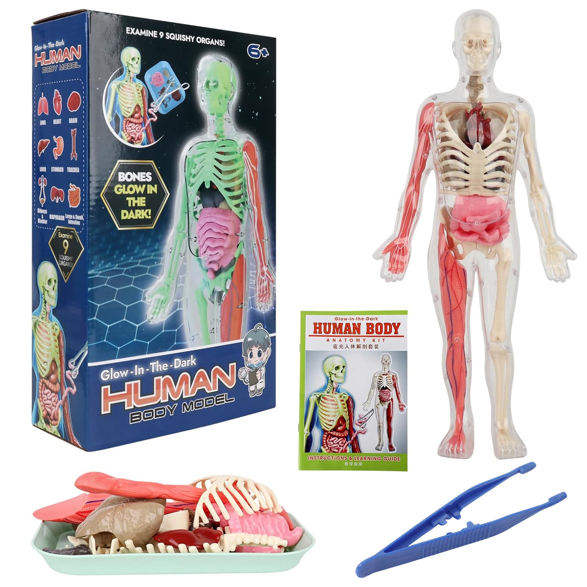 PATPAT 32 Pieces DIY Assembly Human Skeleton Model Organs Models Kit Glow in The Dark Skeleton Toys Kids Educational Biology Class Tool for Kids Age 6+ PATPAT 32 Pieces DIY Assembly Human Skeleton Model Organs Models Kit Glow in The Dark Skeleton Toys Kids Educational Biology Class Tool for Kids Age 6+